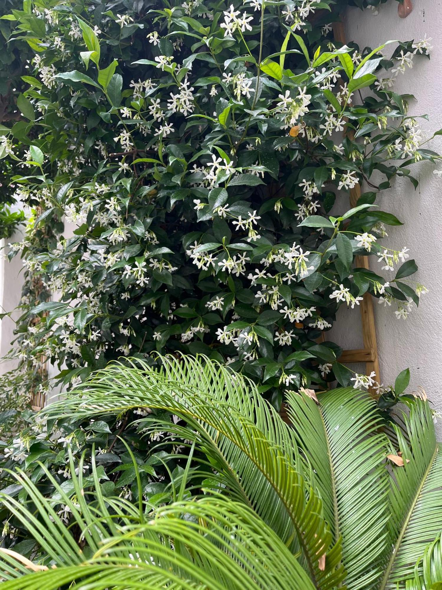 Apartmán Maria'S Jasmine Volos Exteriér fotografie